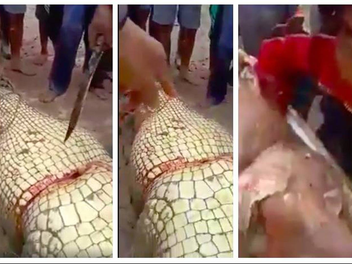 TBT | VIDEO: Abren cocodrilo para sacar cadáver de hombre – El Calce