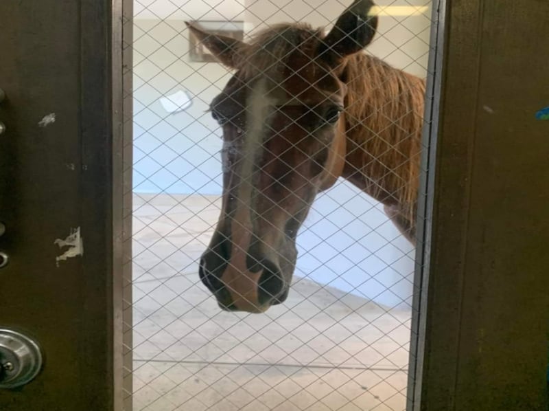 Un caballo entra a salón de clases en la UPR de Mayagüez