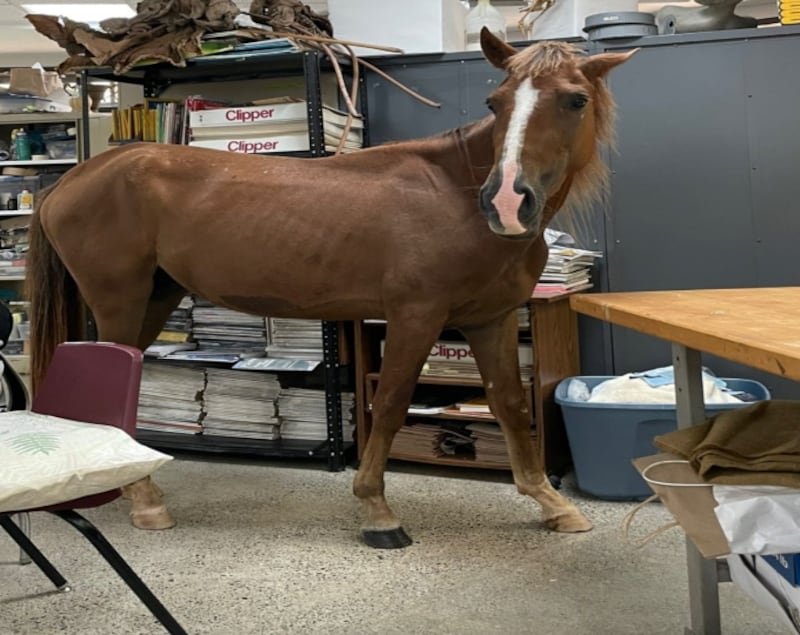 Un caballo entra a salón de clases en la UPR de Mayagüez